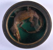 A CHARMING CABINET OF CURIOSITY TAXIDERMY BABY ALIGATOR. 19 cm diameter.