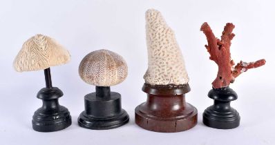 A COLLECTION OF CORAL SPECIMENS MOUNTED ON WOODEN PLINTHS 18 cm high (4)