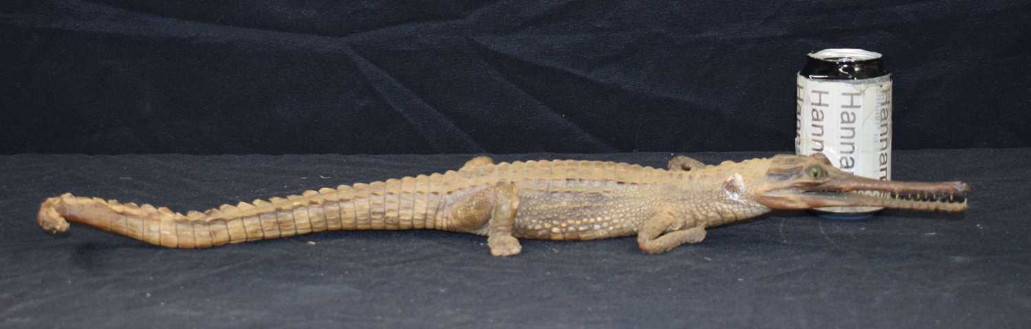 A Taxidermy Gharial 60 cm - Image 2 of 12