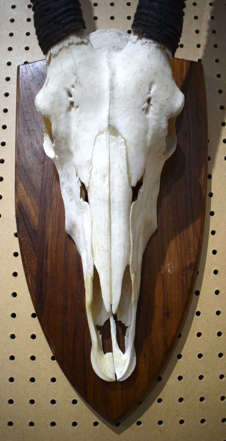 A mounted Roan Antelope skull with horns 130 cm - Image 3 of 10