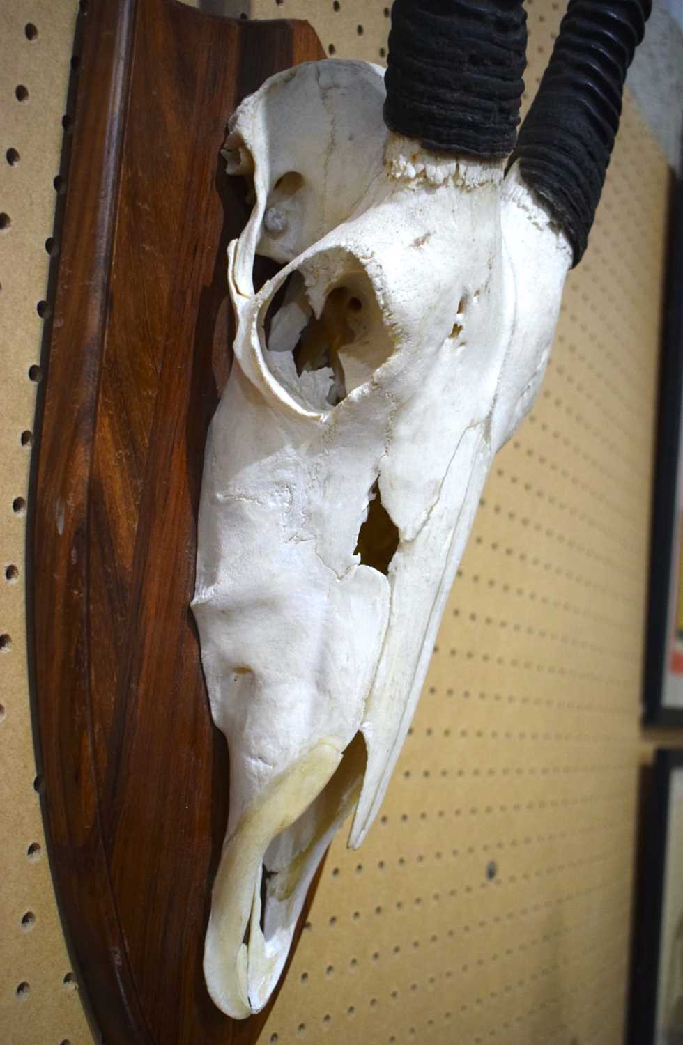 A mounted Roan Antelope skull with horns 130 cm - Image 6 of 10