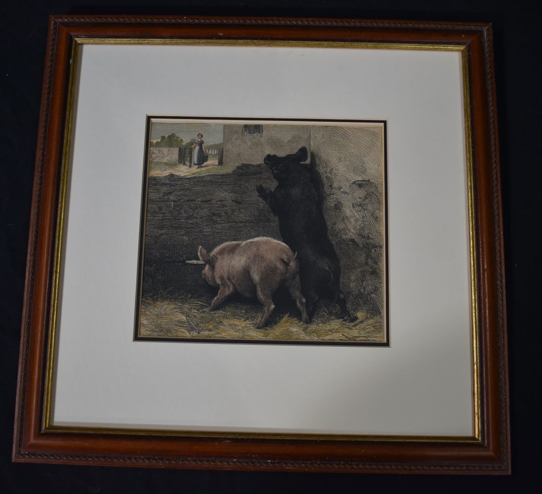 A framed etching of pigs 20 x 22 cm