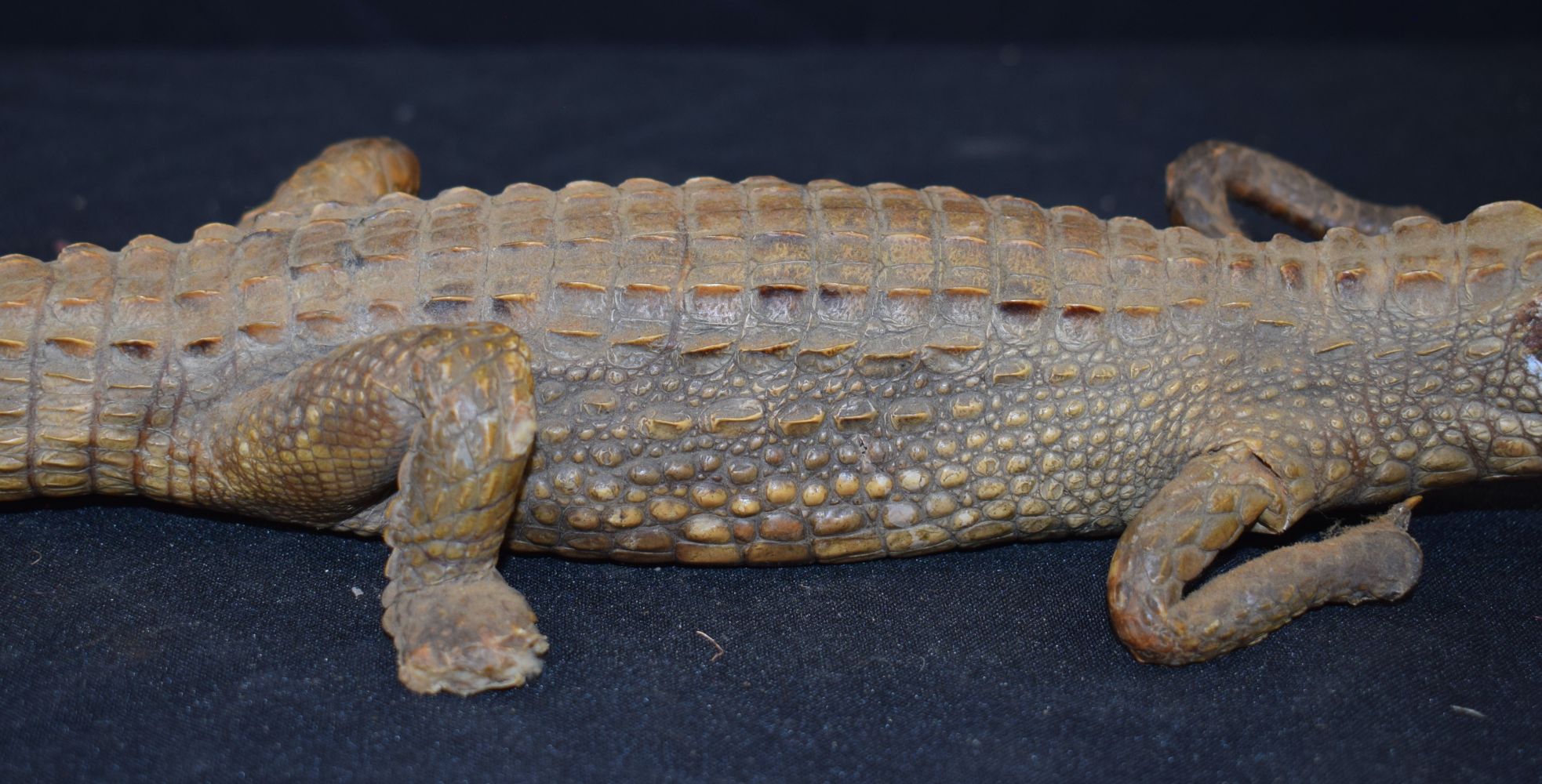 A Taxidermy Gharial 60 cm - Image 9 of 12