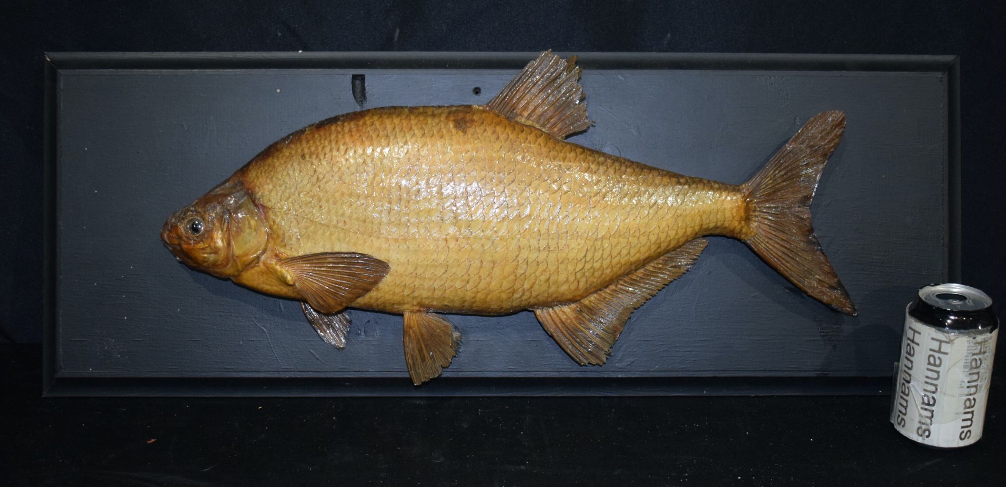 A Mounted Taxidermy Bream 28 x 74 cm.