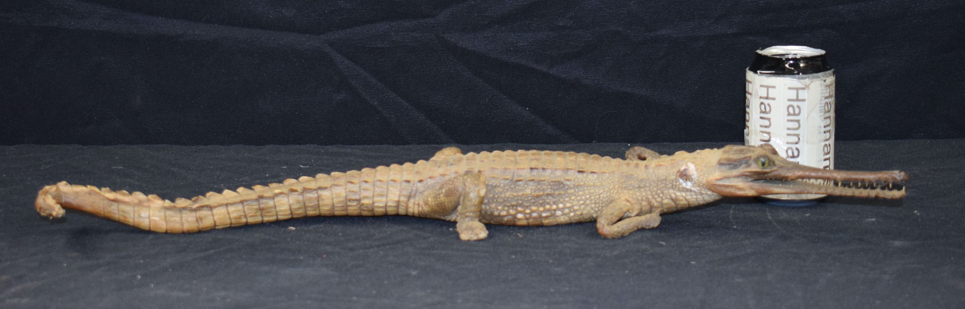 A Taxidermy Gharial 60 cm