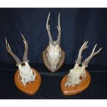 A collection of Mounted Deer's Antlers 20 x 30cm.
