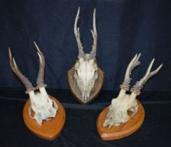 A collection of Mounted Deer's Antlers 20 x 30cm.