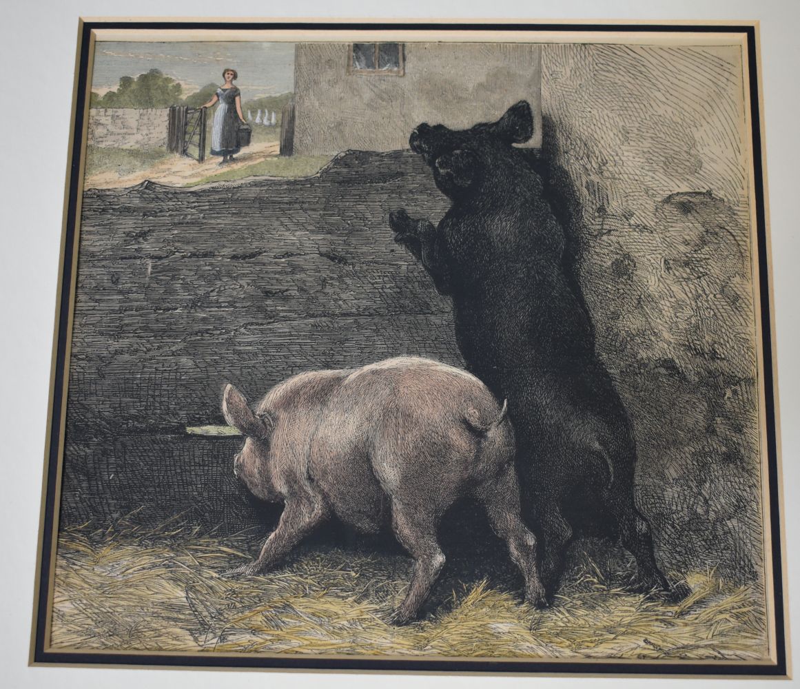 A framed etching of pigs 20 x 22 cm - Image 6 of 8