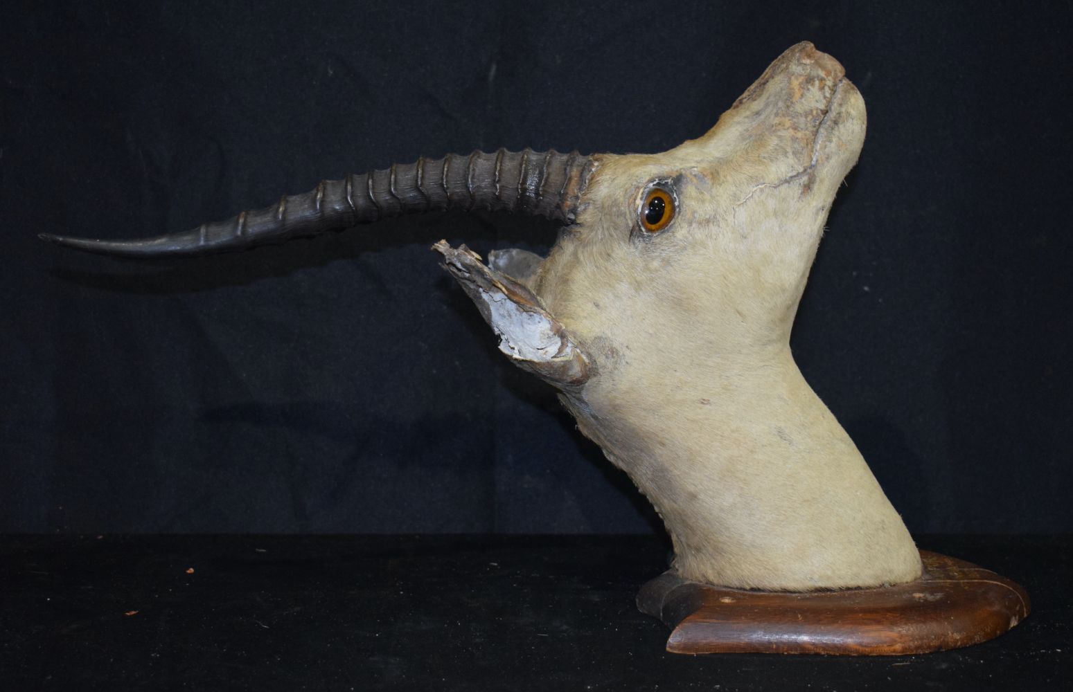 A Mounted Taxidermy Indian Gazelle with inscription dated 1907 30 x 52 cm. - Image 6 of 8