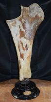 A mounted Woolly Mammoth Leg Bone 68 cm.