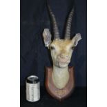 A Mounted Taxidermy Indian Gazelle with inscription dated 1907 30 x 52 cm.