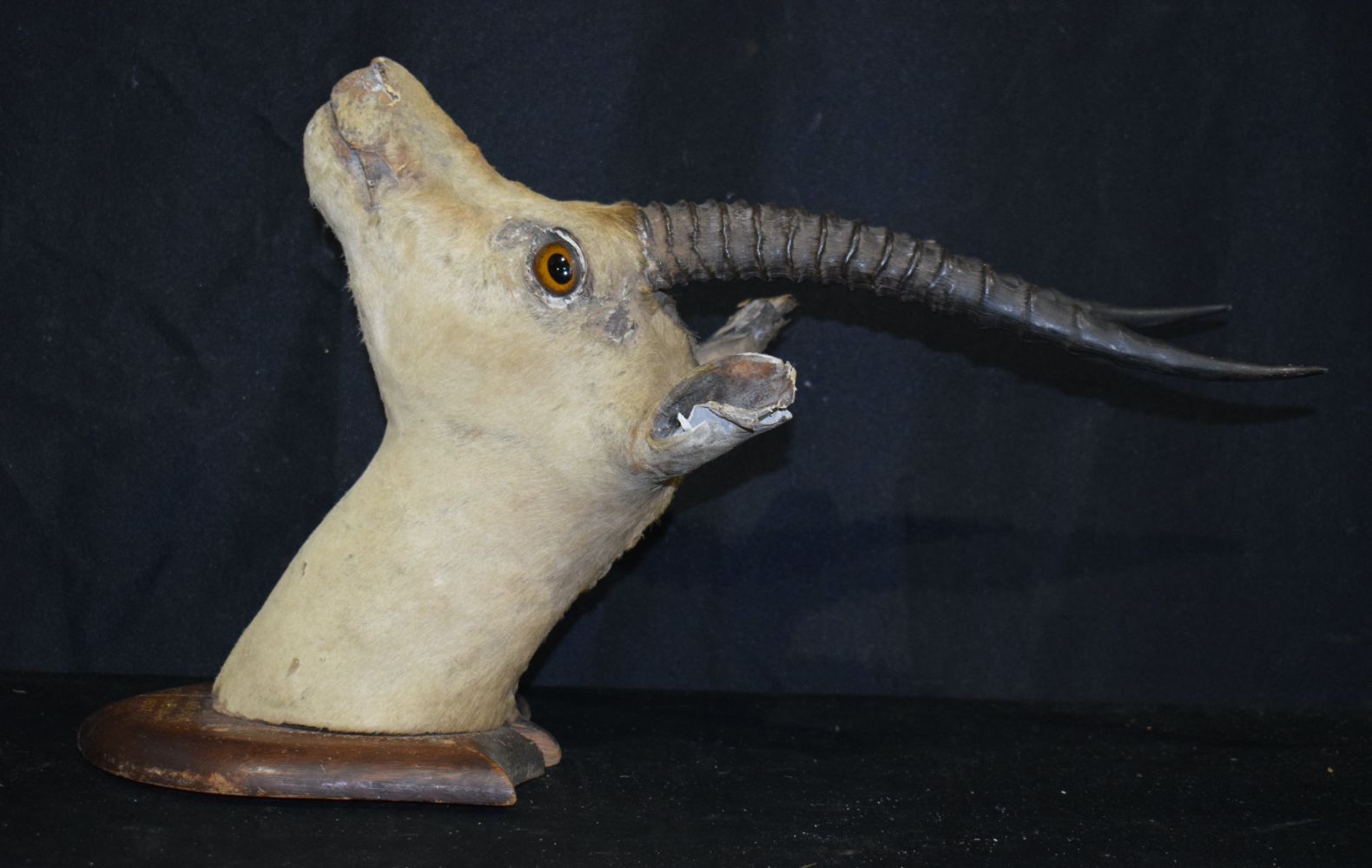 A Mounted Taxidermy Indian Gazelle with inscription dated 1907 30 x 52 cm. - Image 7 of 8
