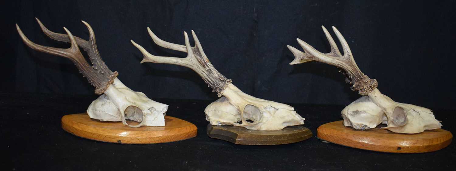 A collection of Mounted Deer's Antlers 20 x 30cm. - Image 3 of 4