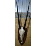 A mounted Roan Antelope skull with horns 130 cm