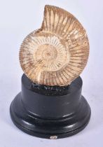 Fossilised perisphinctes ammonite, jurassic period, 12cm x 8cm on stand.