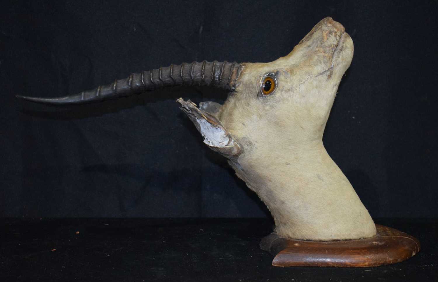 A Mounted Taxidermy Indian Gazelle with inscription dated 1907 30 x 52 cm. - Image 3 of 8