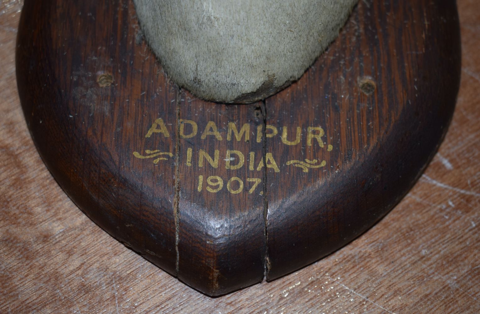 A Mounted Taxidermy Indian Gazelle with inscription dated 1907 30 x 52 cm. - Image 8 of 8