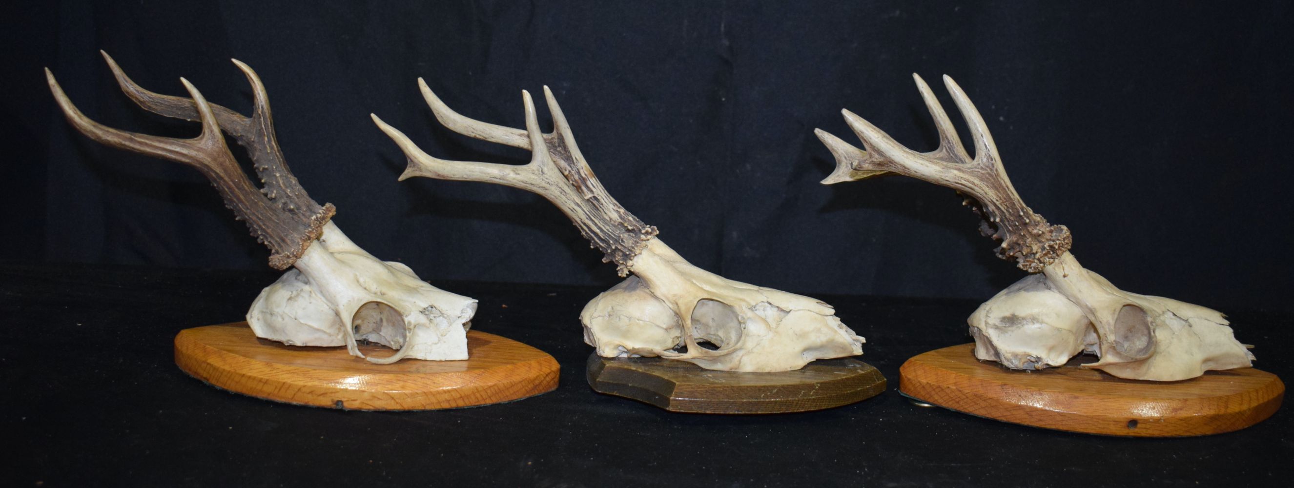 A collection of Mounted Deer's Antlers 20 x 30cm. - Image 4 of 4