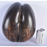 A LARGE COCO DE MER NUT. 34 cm x 26cm.