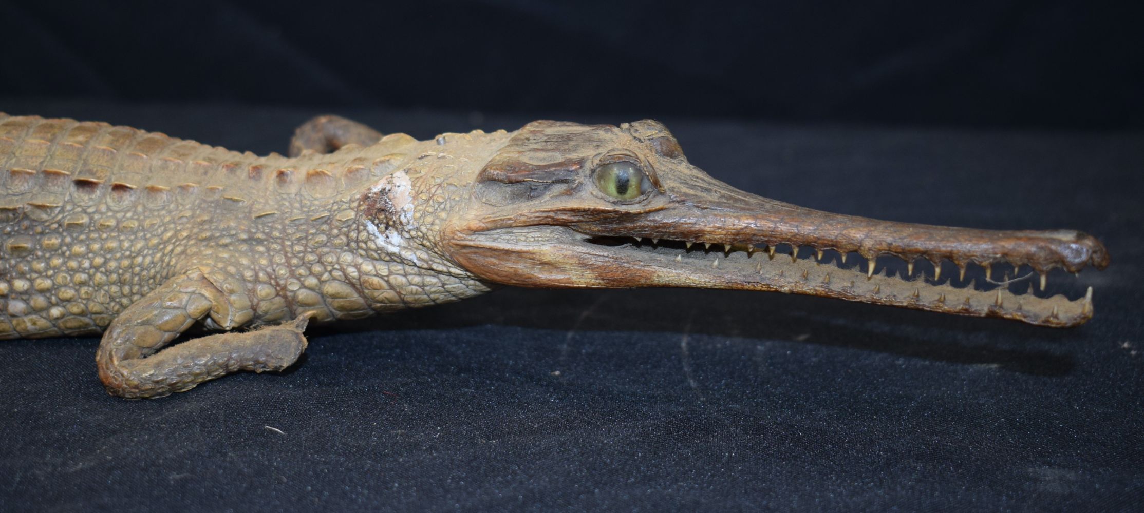 A Taxidermy Gharial 60 cm - Image 8 of 12