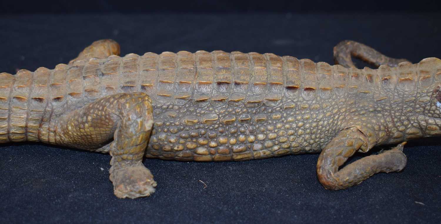 A Taxidermy Gharial 60 cm - Image 4 of 12