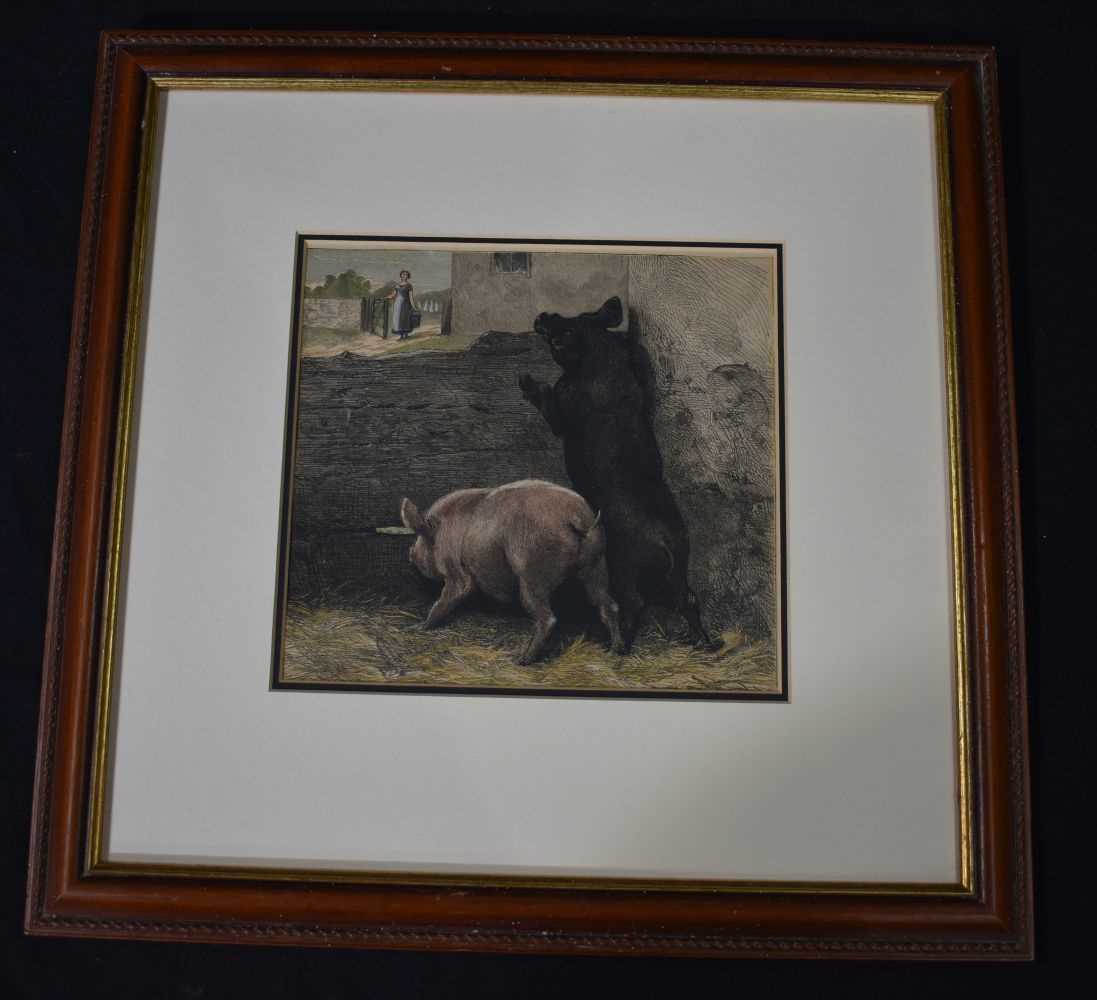 A framed etching of pigs 20 x 22 cm - Image 2 of 8