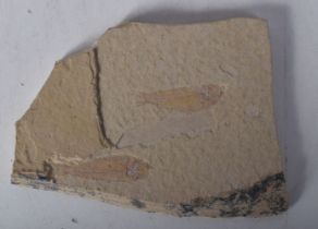 A small fish fossil 9.5 x 7.5 cm