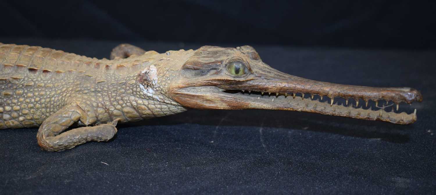 A Taxidermy Gharial 60 cm - Image 3 of 12