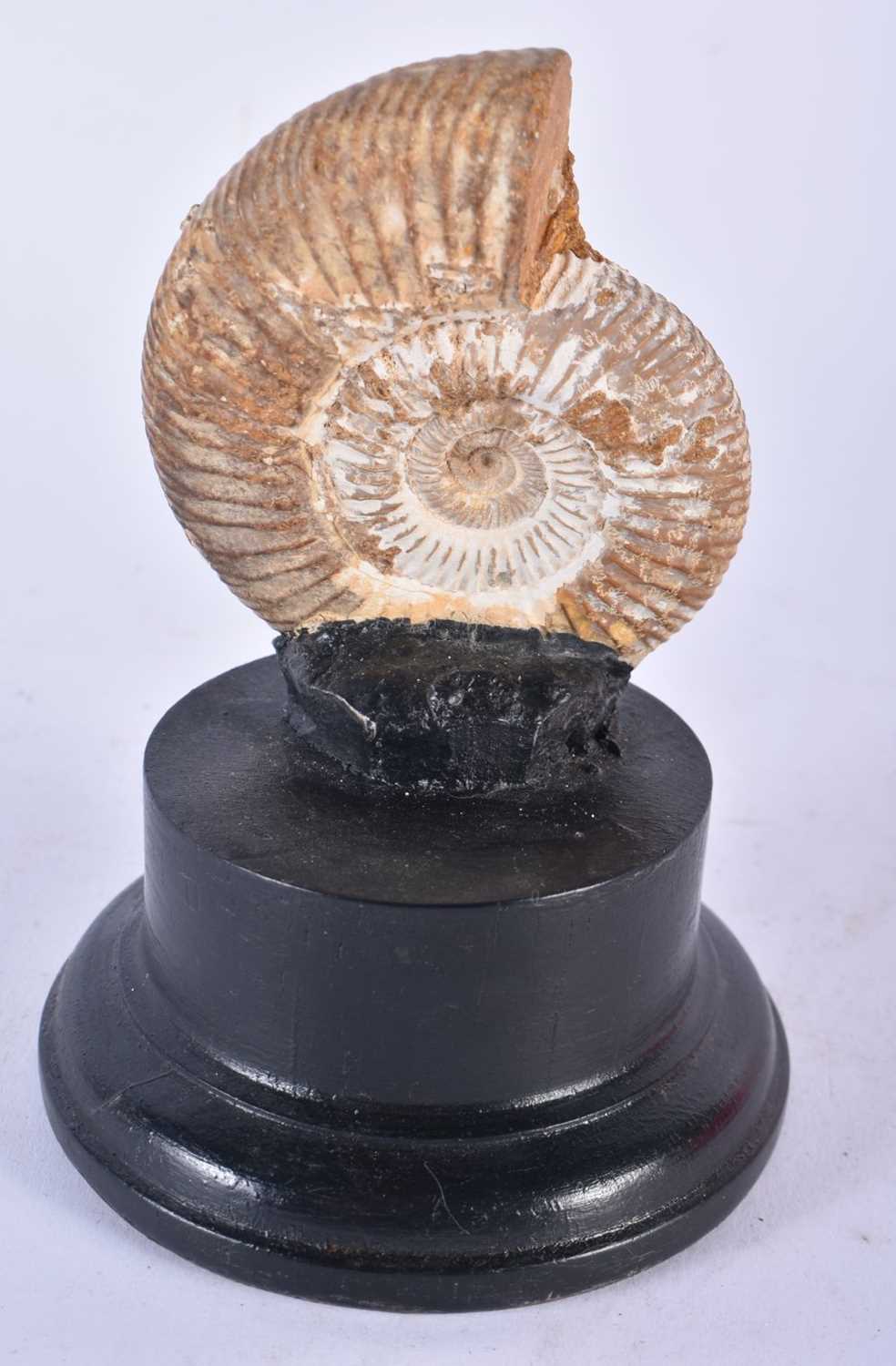 Fossilised perisphinctes ammonite, jurassic period, 12cm x 8cm on stand. - Image 2 of 3