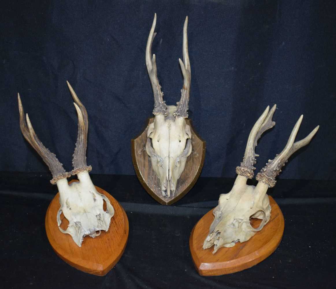 A collection of Mounted Deer's Antlers 20 x 30cm. - Image 2 of 4