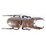 A Japanese bronze Stag Beetle 13 cm