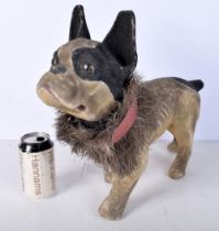 An antique Papier Mache nodding French Bulldog 38 x 40 cm..