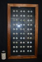 A cased collection of glass eyes 81 x 45cm.
