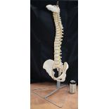 A large Anatomical articulating model of the Human spinal column 85 cm.