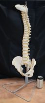 A large Anatomical articulating model of the Human spinal column 85 cm.