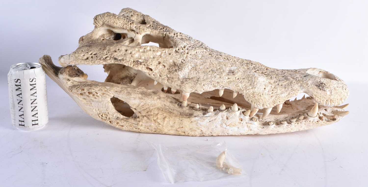 A LARGE TAXIDERMY CROCODILE SKULL. 56 cm x 28 cm.