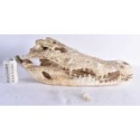 A LARGE TAXIDERMY CROCODILE SKULL. 56 cm x 28 cm.