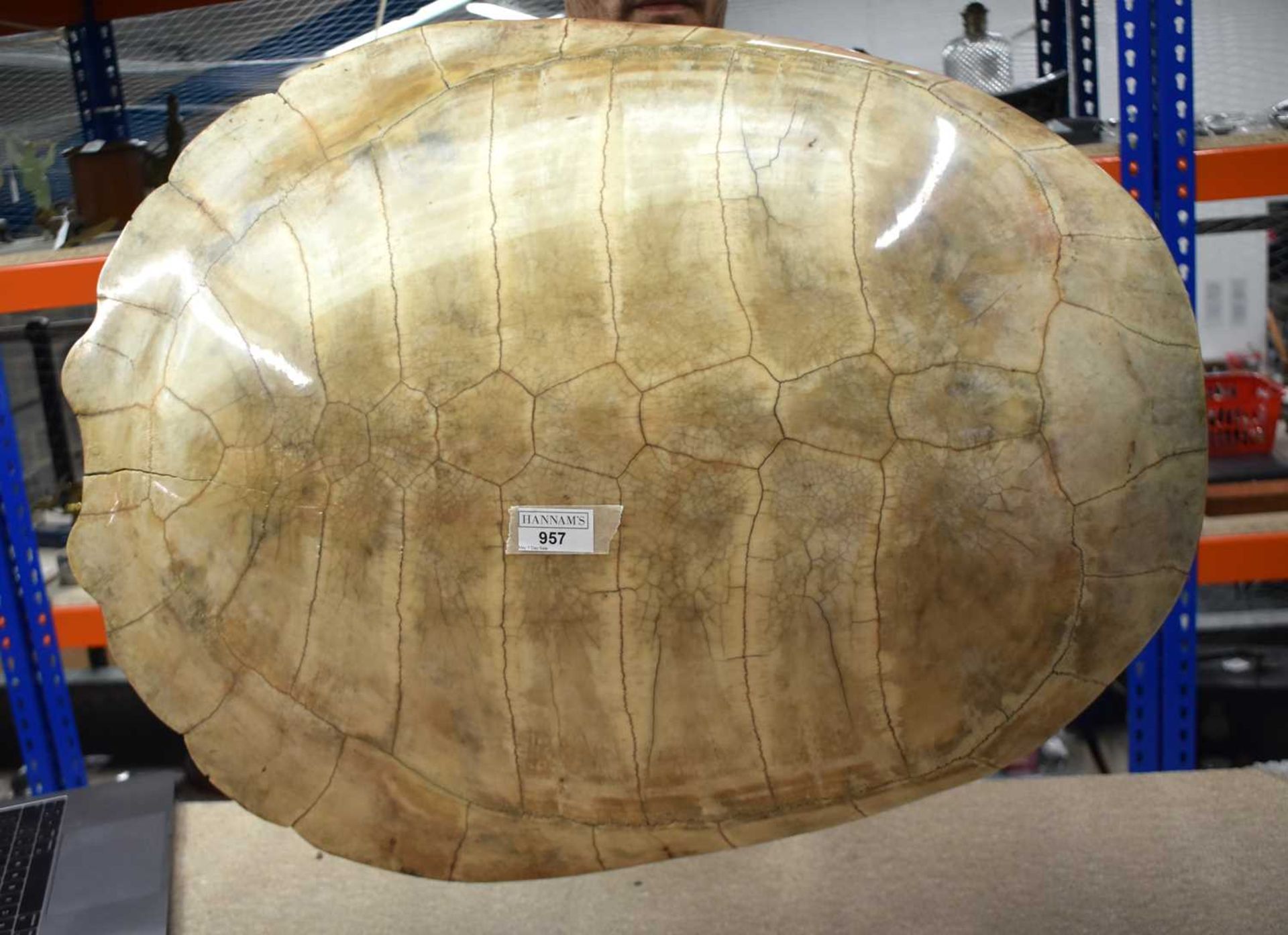TAXIDERMY AMAZON WHITE RIVER TURTLE SHELL. 64 cm x 44 cm. - Image 13 of 17