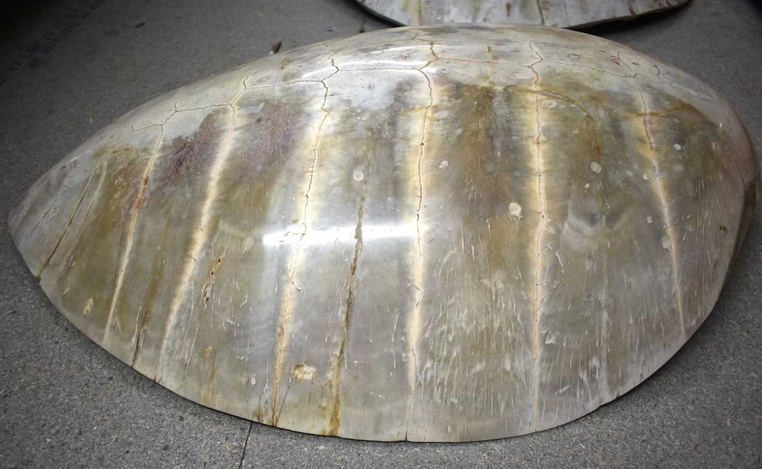 TAXIDERMY AMAZON WHITE RIVER TURTLE SHELL. 60 cm x 40 cm. - Bild 3 aus 5