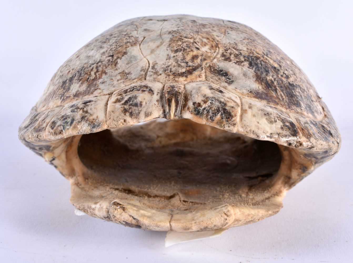 A VICTORIAN TAXIDERMY TORTOISE SHELL. 21 cm x 15 cm. - Image 2 of 5