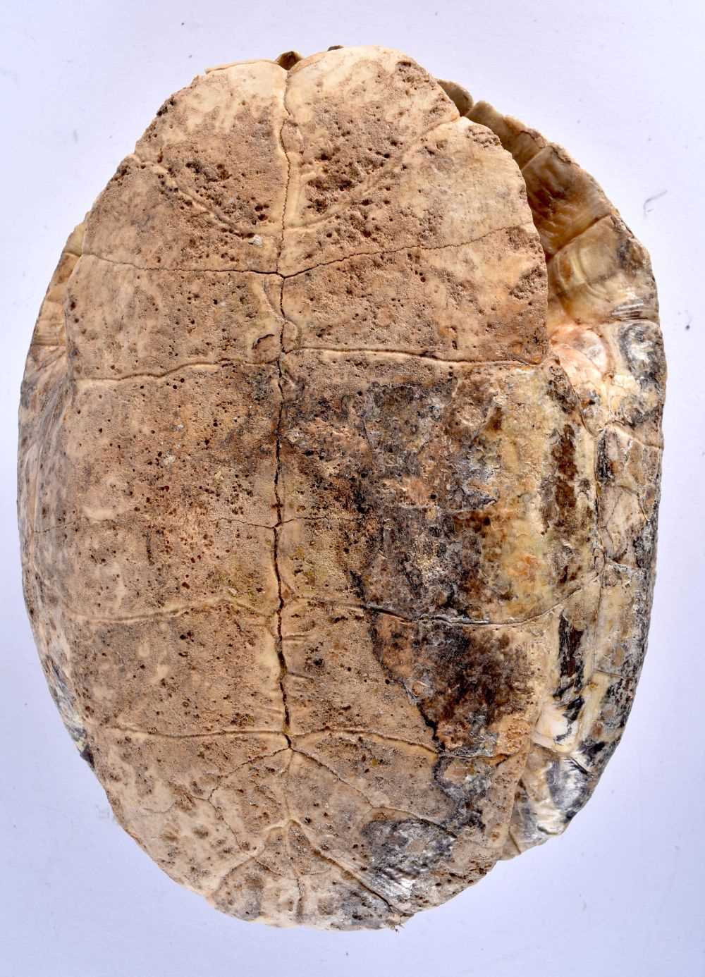 A VICTORIAN TAXIDERMY TORTOISE SHELL. 21 cm x 15 cm. - Image 5 of 5