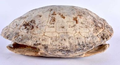 A VICTORIAN TAXIDERMY TORTOISE SHELL. 21 cm x 15 cm.