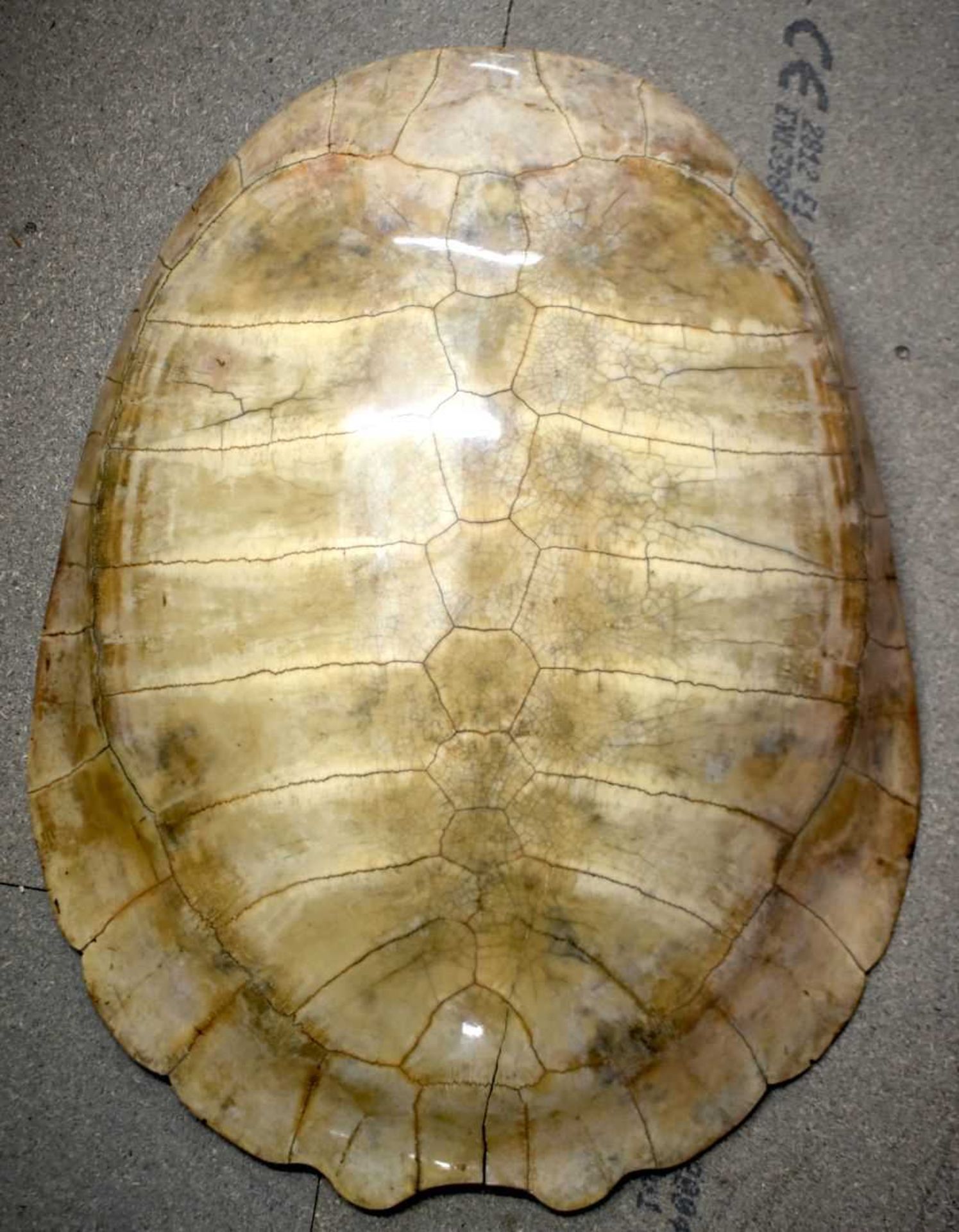 TAXIDERMY AMAZON WHITE RIVER TURTLE SHELL. 64 cm x 44 cm. - Image 2 of 17