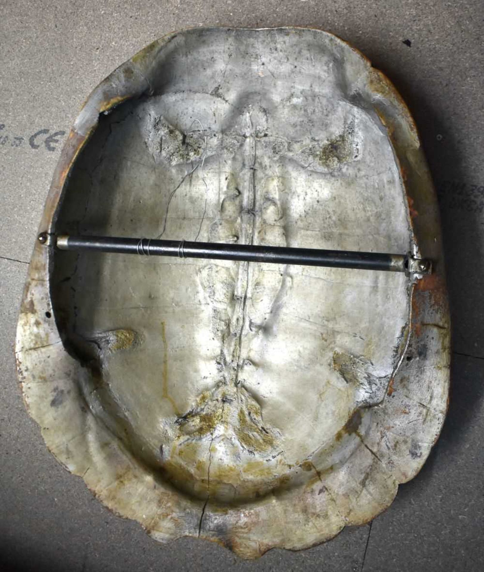 TAXIDERMY AMAZON WHITE RIVER TURTLE SHELL. 64 cm x 44 cm. - Image 5 of 17