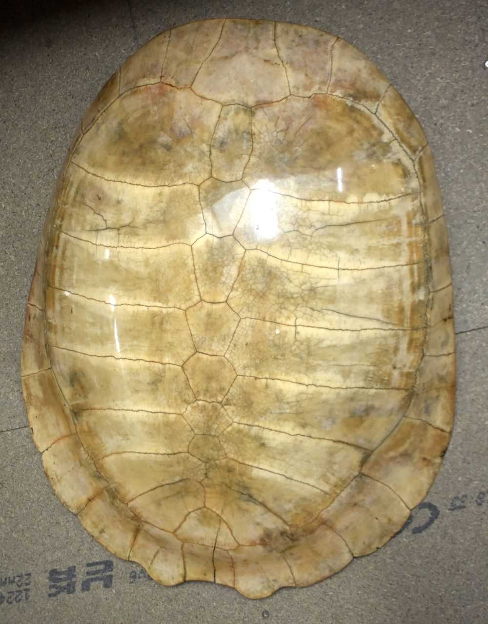 TAXIDERMY AMAZON WHITE RIVER TURTLE SHELL. 64 cm x 44 cm.