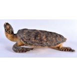 AN EDWARDIAN TAXIDERMY TORTOISE. 30 cm x 18 cm.