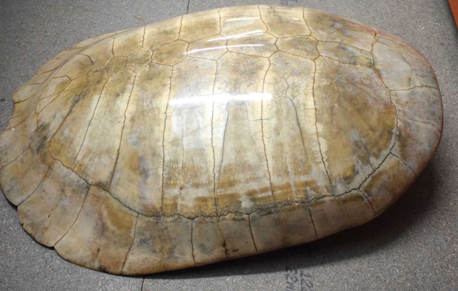 TAXIDERMY AMAZON WHITE RIVER TURTLE SHELL. 64 cm x 44 cm. - Image 4 of 17