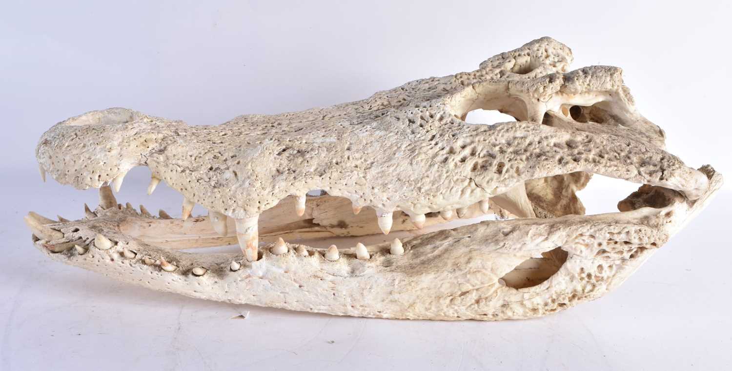 A LARGE TAXIDERMY CROCODILE SKULL. 56 cm x 28 cm. - Image 3 of 6