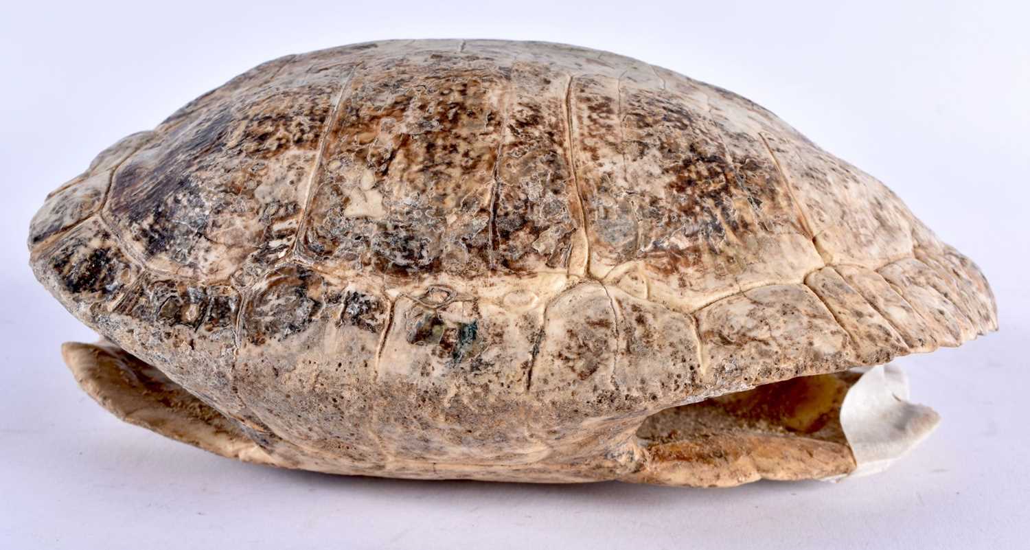 A VICTORIAN TAXIDERMY TORTOISE SHELL. 21 cm x 15 cm. - Image 3 of 5