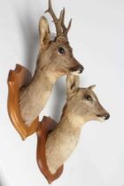 A PAIR OF TAXIDERMY ROE DEER MOUNTS, comprising a six point buck and a doe, both on oak shields,